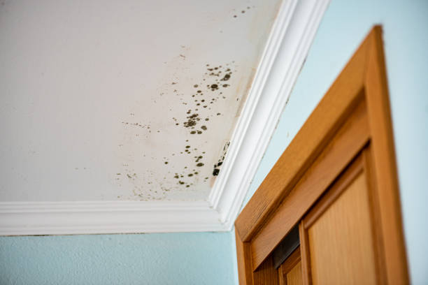 Best HVAC Mold Remediation in Somerset, WI