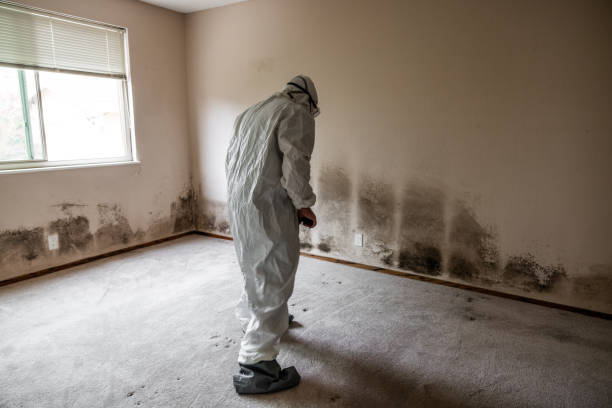 Best Mold Testing and Inspection Services in Somerset, WI