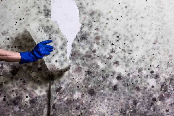 Best Industrial Mold Remediation in Somerset, WI